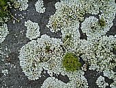 lichens on roof slates